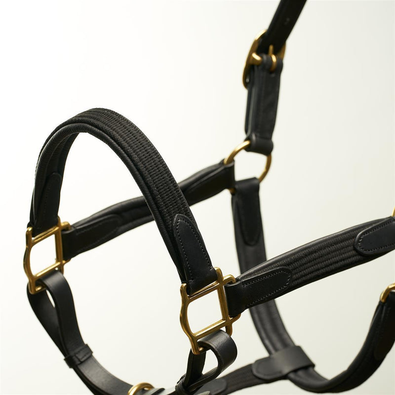 Horsecode Halfter Black Gold VB