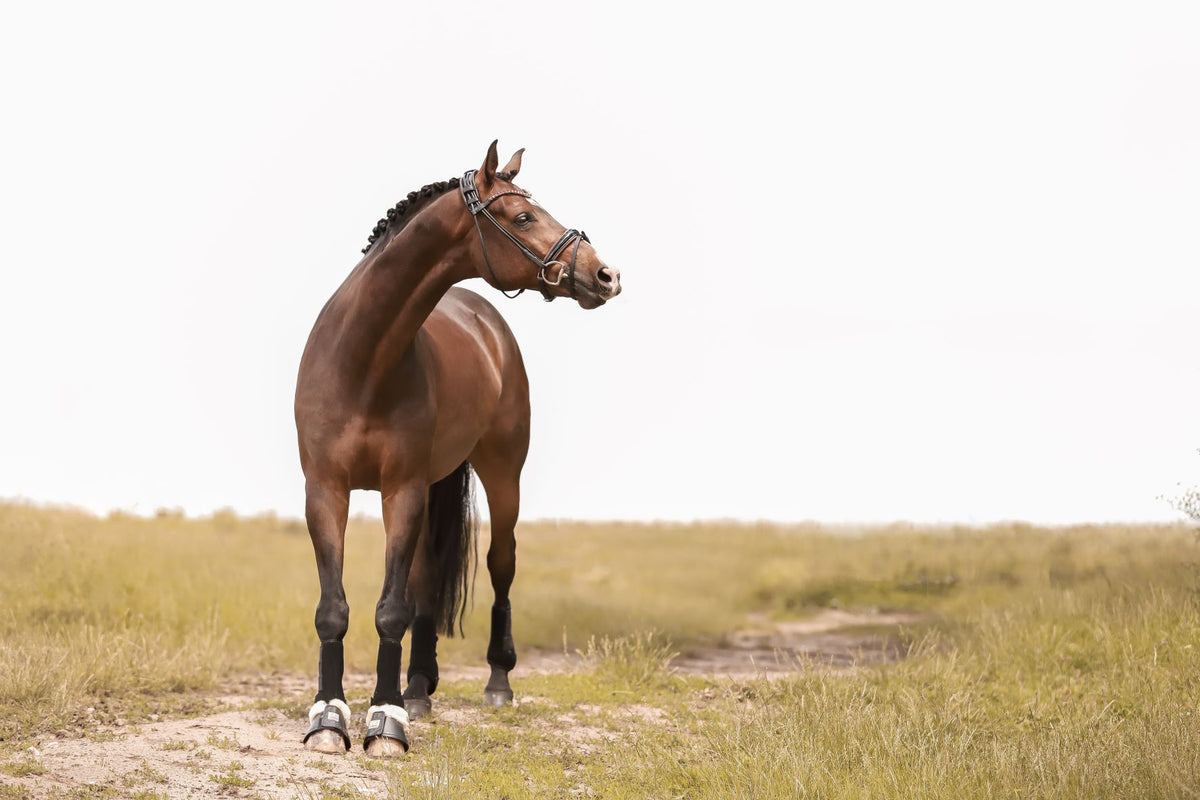 Horsecode, Onlineshop für Reitsport und Pferdesport, Reitsportartikel für den anspruchsvollen Reiter: Trensen, Kandaren, Stirnriemen, Bandagen, Gamaschen, Hufglocken, Pferdedecken, Schabracken, Putztaschen