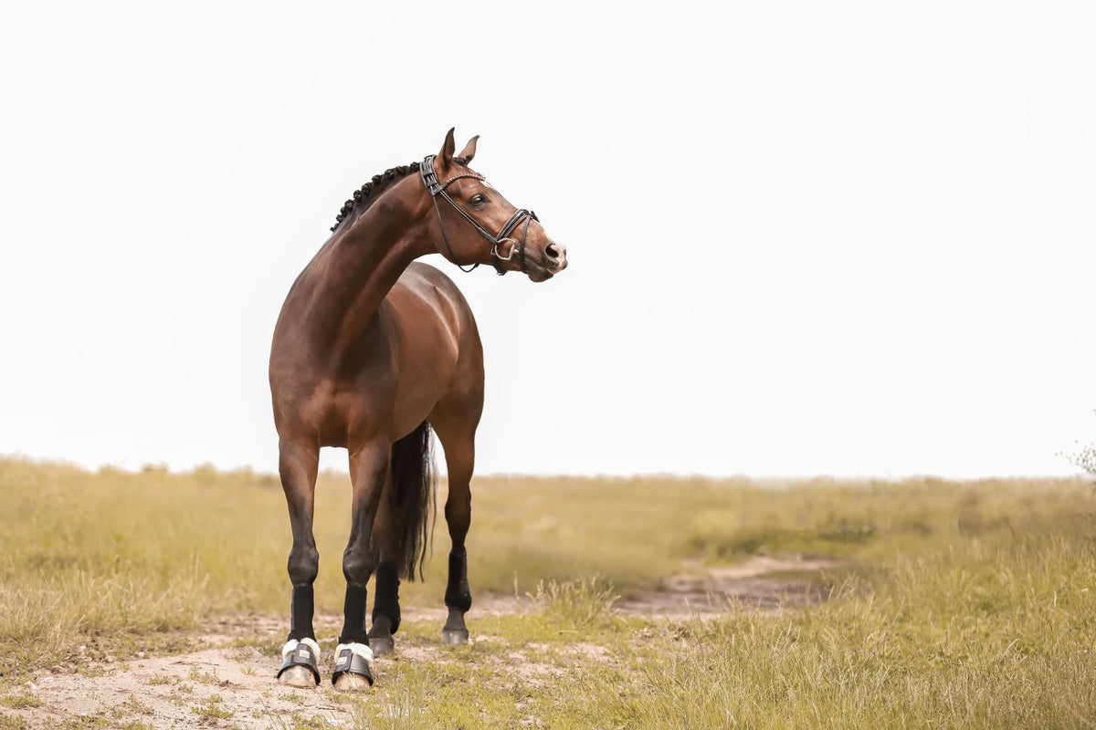 Horsecode Online-Shop für Pferdesport